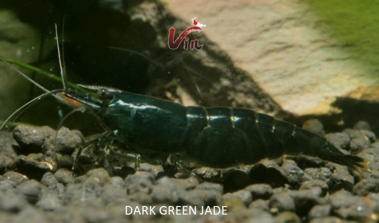 Dark Green Jade Neocaridina