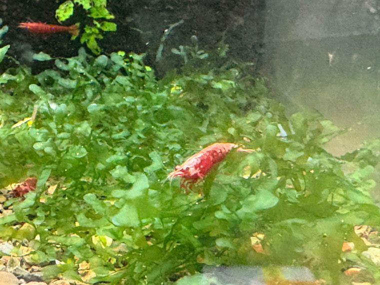 Susswasertang