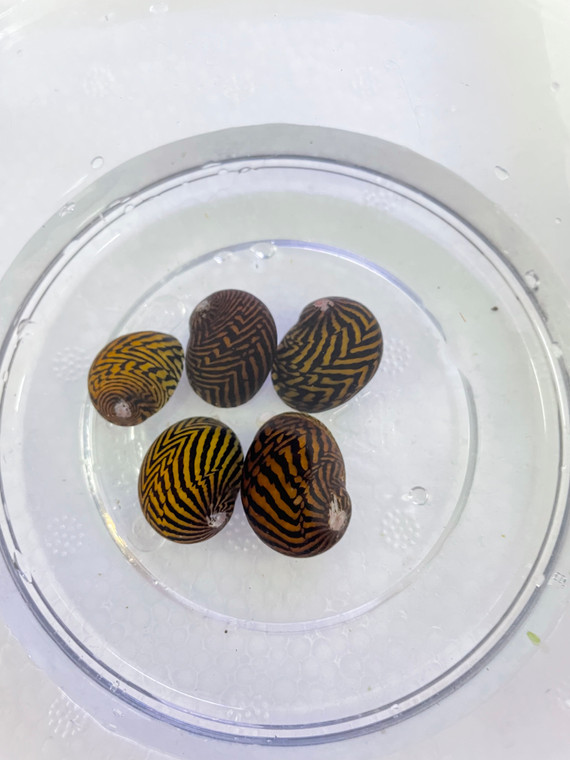 Tiger Nerite Snails