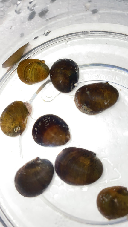 Black Military Helmet / Black Racer Nerite