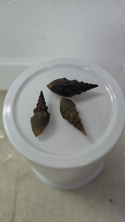 Prambanan Snails (Thiara winteri) 
