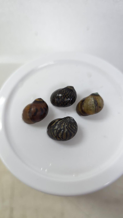 Batik Nerite Snail (Neritina Variegata)