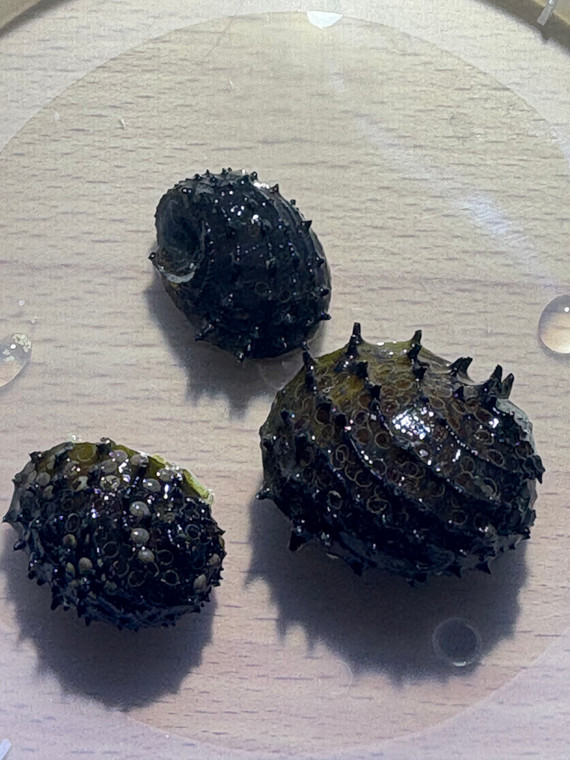 King Koopa Nerite / Durian Snail (Neritina Juttingae)