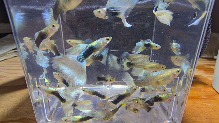 Half Black Blue Pastel (5) unsexed juveniles