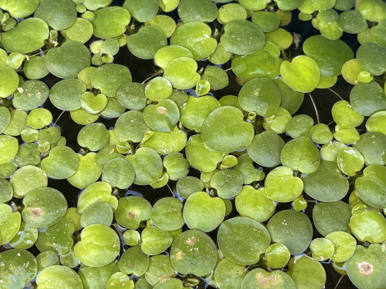 Amazon Frogbit