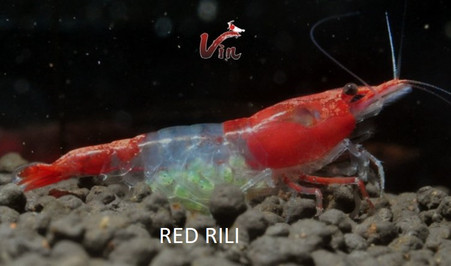 Red Rili Neocaridina