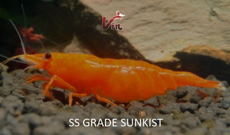 Orange Sunkist SS grade Neocaridina