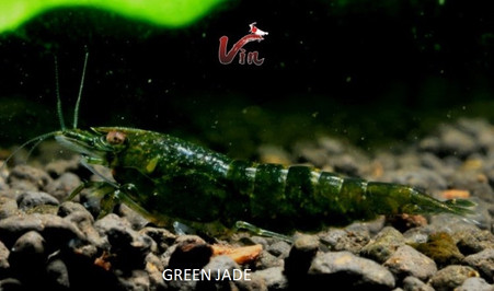 Green Jade Neocaridina