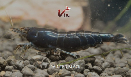 Painted Black/Chocolate Neocaridina