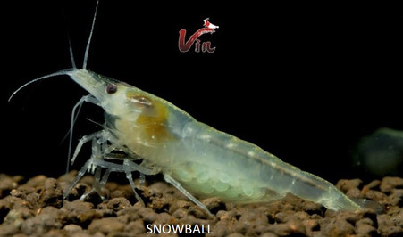 Snowball Neocaridina
