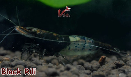 Black/Carbon Rili Neocaridina