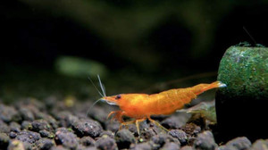 Orange Sunkist Neocaridina