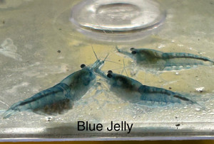 Blue Jelly