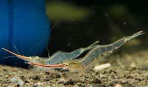 Pinocchio Red Nosed Shrimp