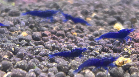 Ocean Blue - BUYPETSHRIMP.COM