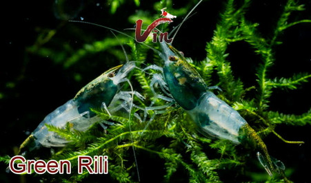 Green Rili Neocaridina