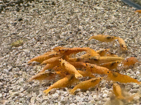 24K GOLDEN Neocaridina