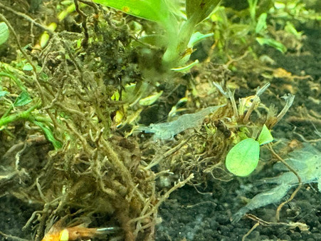 Short Nose Algae Eating Shrimp