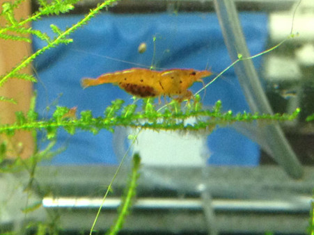 Tangerine Tigers