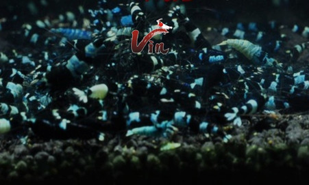 Shadow Panda/Blue Panda