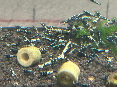 Black galaxy 2-4 spots with galaxy fishbone genetics
