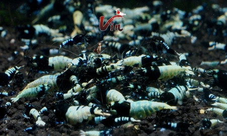 Black Pinto Mix of random patterns