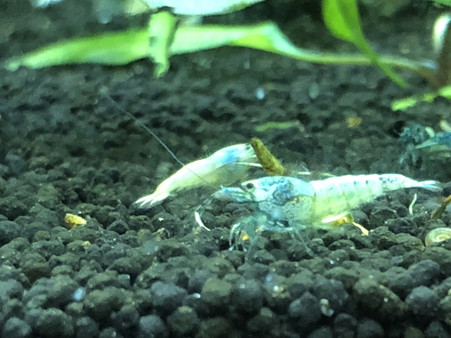 Blue Bolt Common Grade