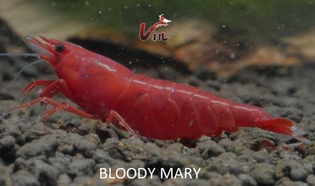 Bloody Mary Neocaridina