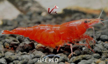 Fire Red Neocaridina