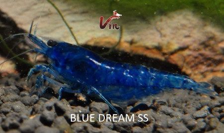 Blue Dream Neocaridina
