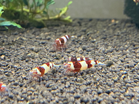 Red Taiwan Bee Panda / King kong mix