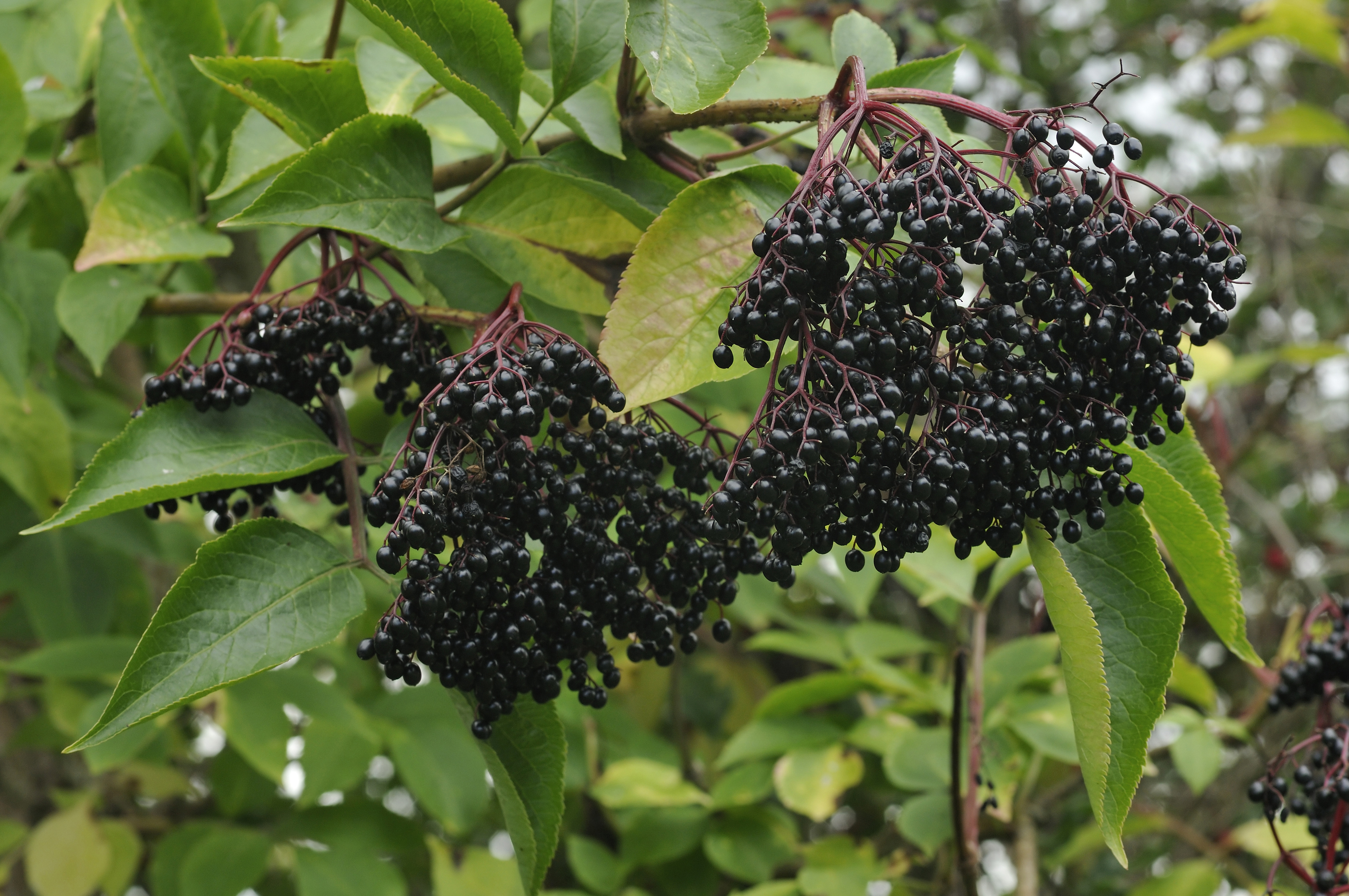 European Elderberries on Tree (Sambucus Nigra)