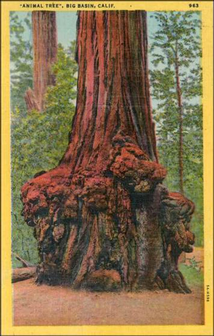 "Animal Tree", Big Basin, Calif. Postcard