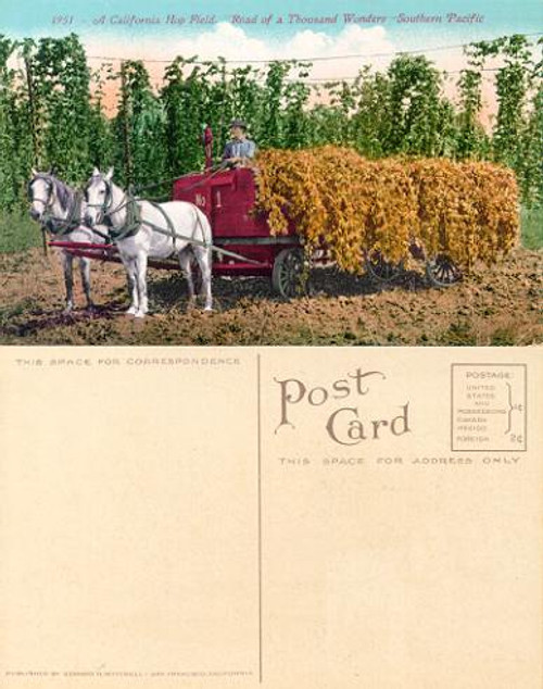Postcard of a California Hop Field, Road of a Thousand Wonders, Southern Pacific 1910