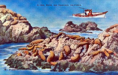 Seal Rocks, San Francisco, California Postcard