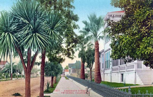 Residence Street Petaluma, California Postcard