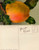 Giant Belleflower Apple Postcard