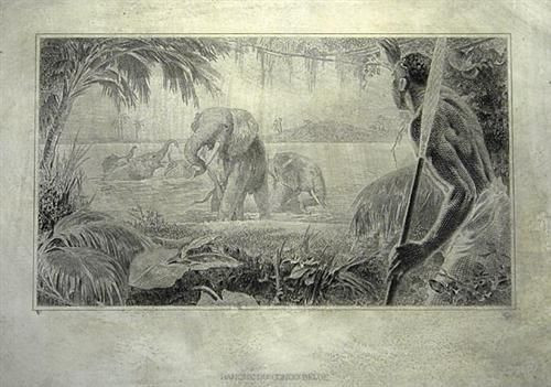 Elephants