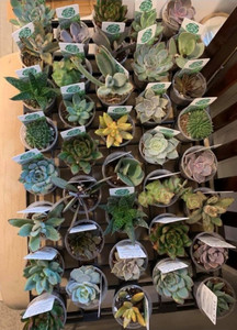 Assorted 3.5" succulents