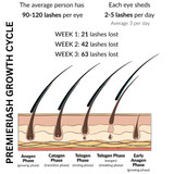 Lash Growth Cycle