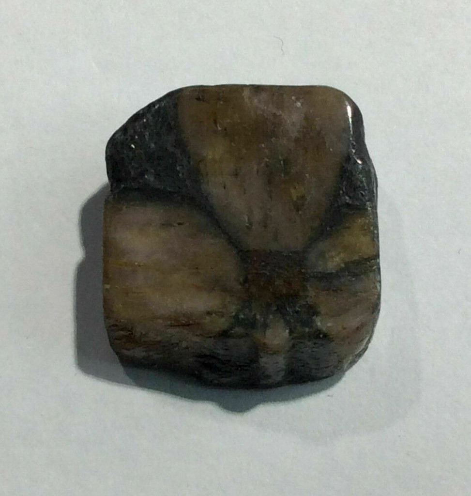 Chiastolite Specimen 170612 Stone of Balance and Stability Metaphysical 