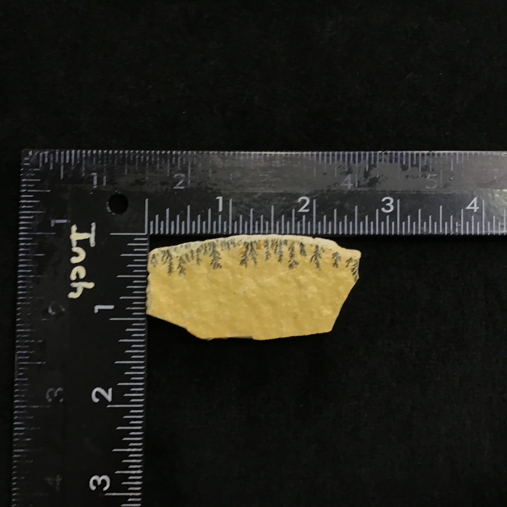 Dentritic Picture Jasper 64mm 2.5in 25g 1905-265 Slice Specimen Dendrits