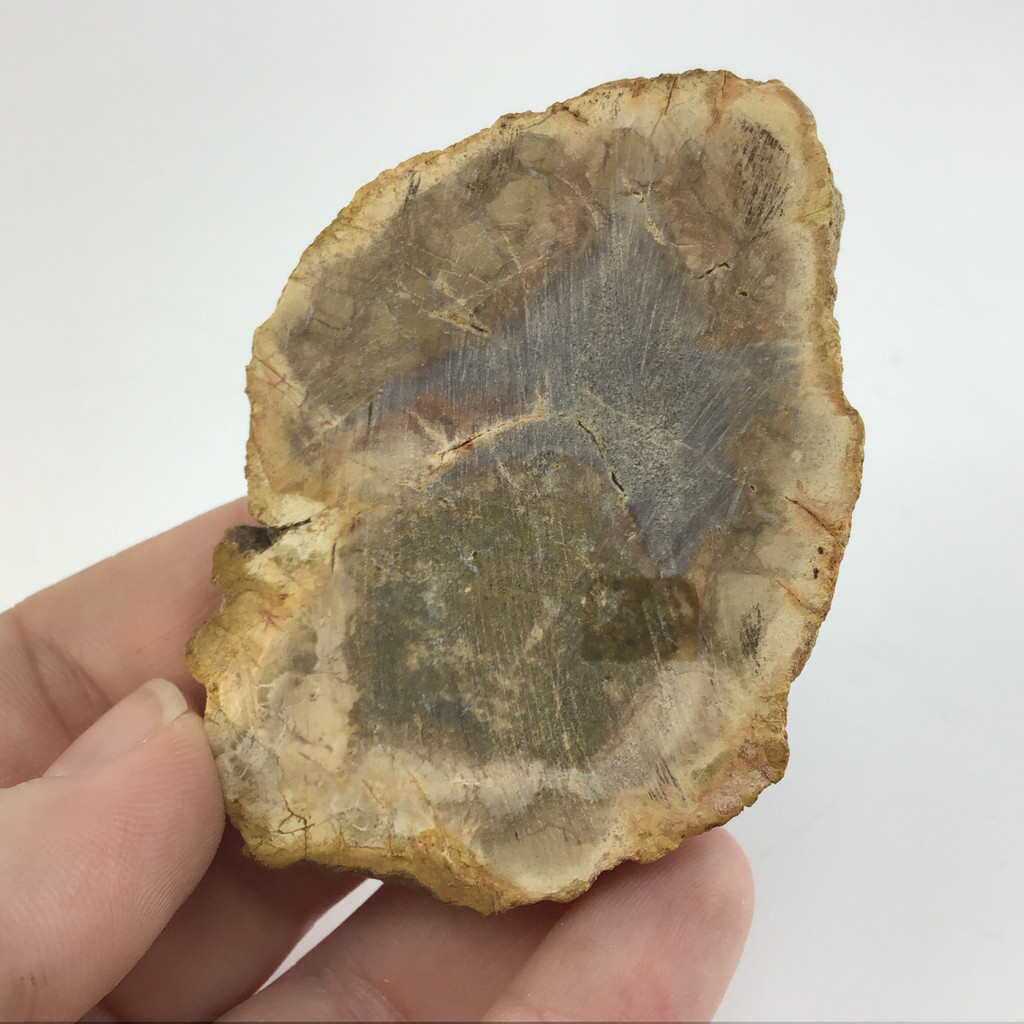 MeldedMind Petrified Wood Slice 2.68in One Side Polished Ancient 1903-107