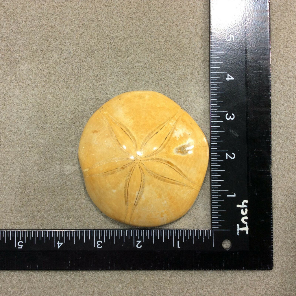 Beautiful Golden Sea Biscuit 7.5oz 151126 Sand Dollar Fossil Echinoid