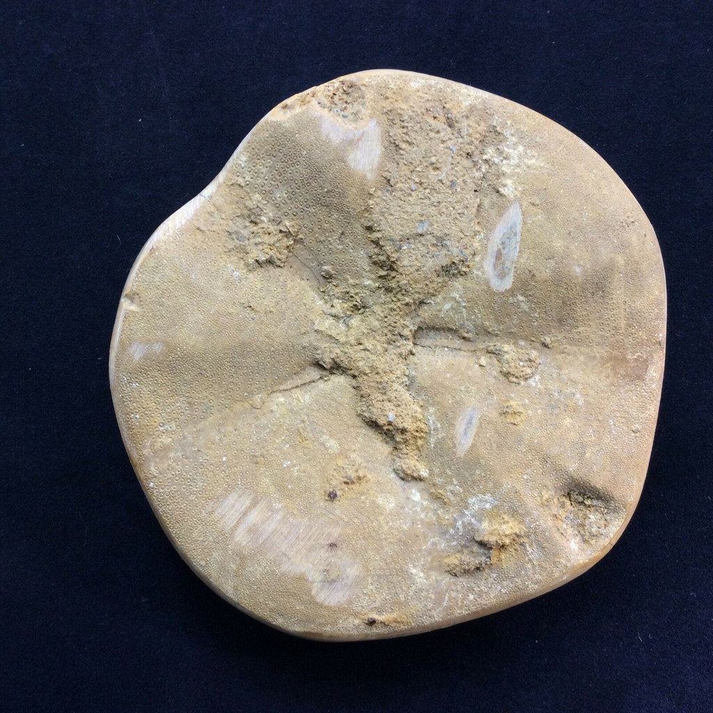 Beautiful Golden Sea Biscuit 7.5oz 151126 Sand Dollar Fossil Echinoid