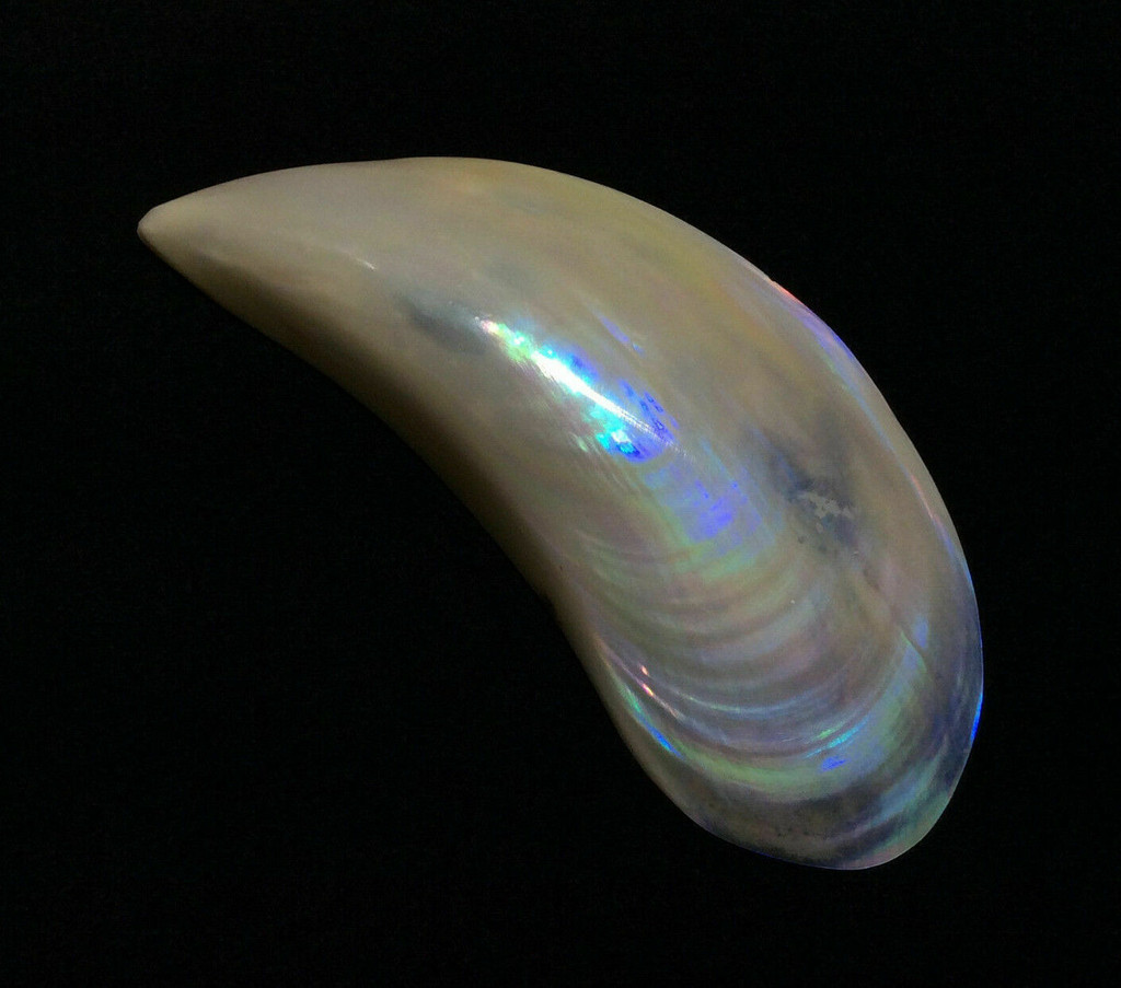 Beautiful Abalone Shell 170802 Display Piece Home Decor 