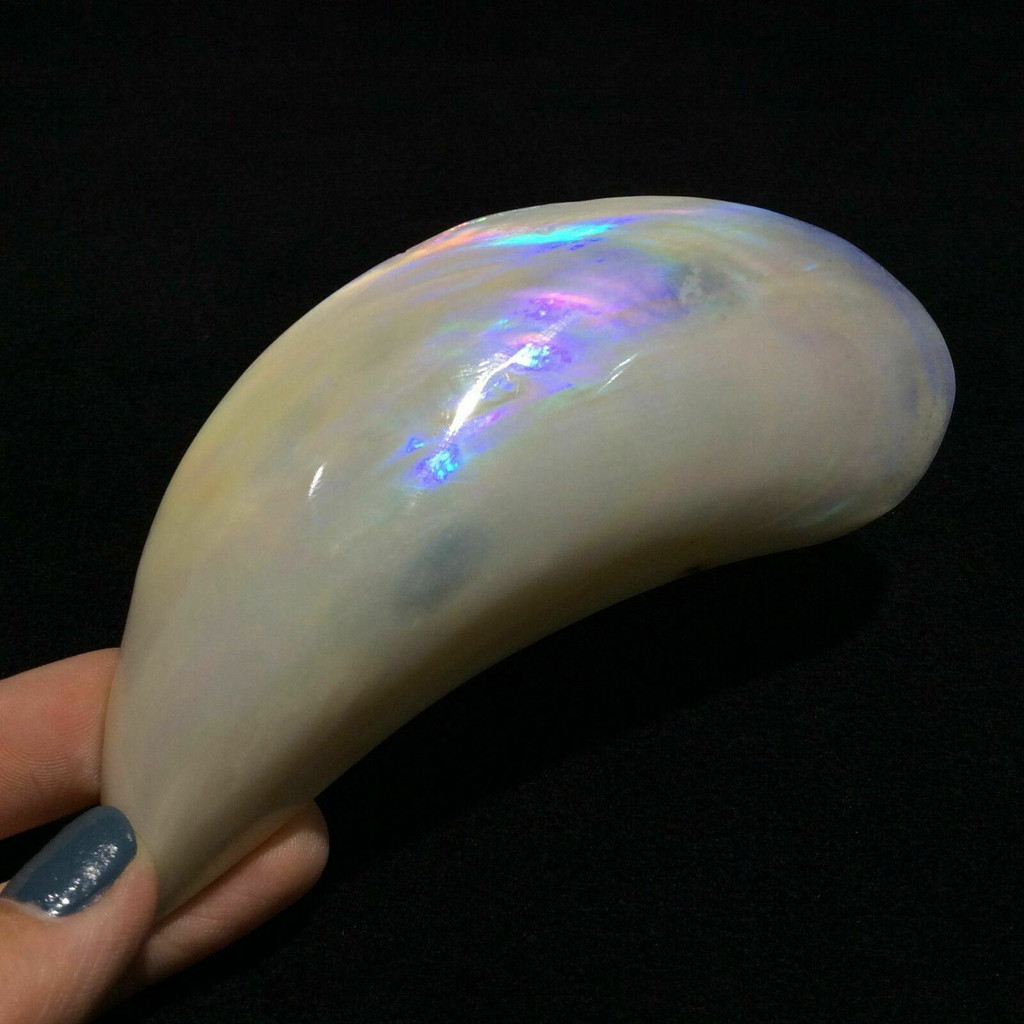 Beautiful Abalone Shell 170802 Display Piece Home Decor 