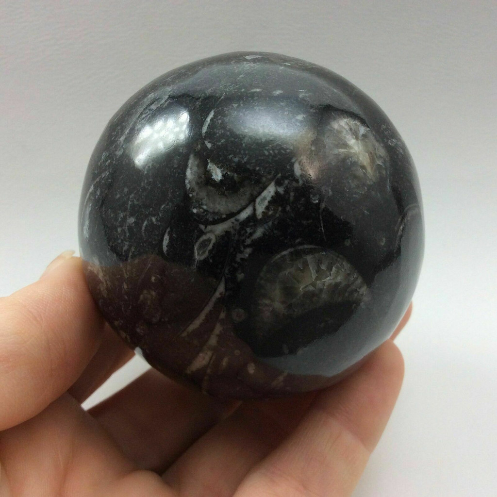 Natural Black Orthoceras Sphere 170402 61mm Orthoceratites Cephalopod Fossil