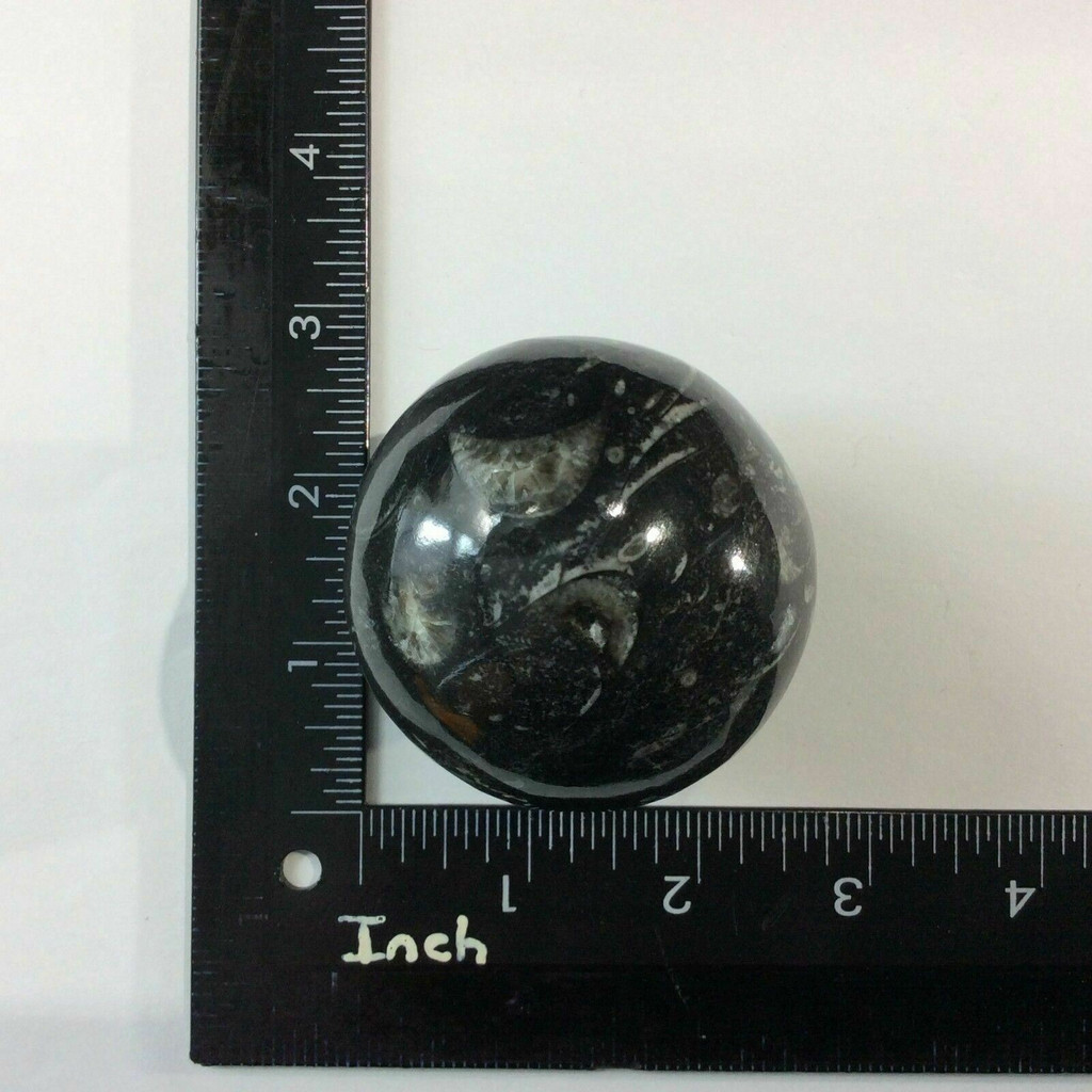 Natural Black Orthoceras Sphere 170402 61mm Orthoceratites Cephalopod Fossil