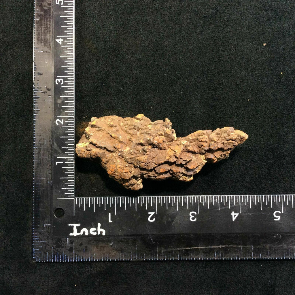 Coprolite Specimen 170806 Petrified Turtle Poop Stone Fossil Metaphysical 